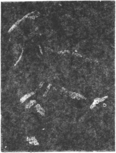 Figure 175 du manuel original de 1922 (教門彈腿圖說) — Dixième ligne : tailler les fleurs comme une flèche qui part (第十路\u3000裁花如箭彈)